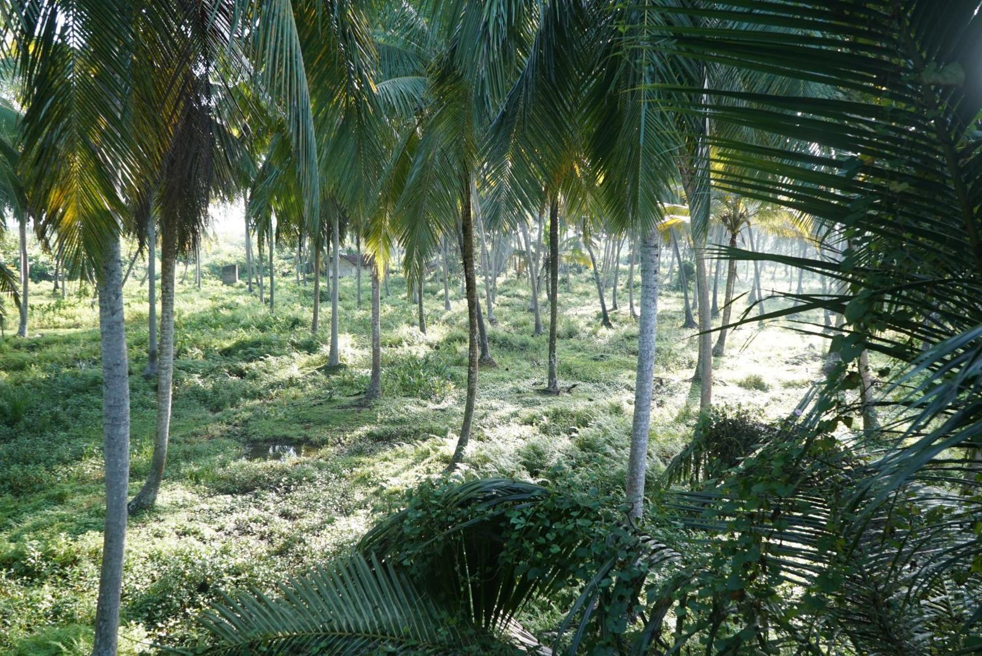 Red Coconut Villa Bentota Exteriér fotografie
