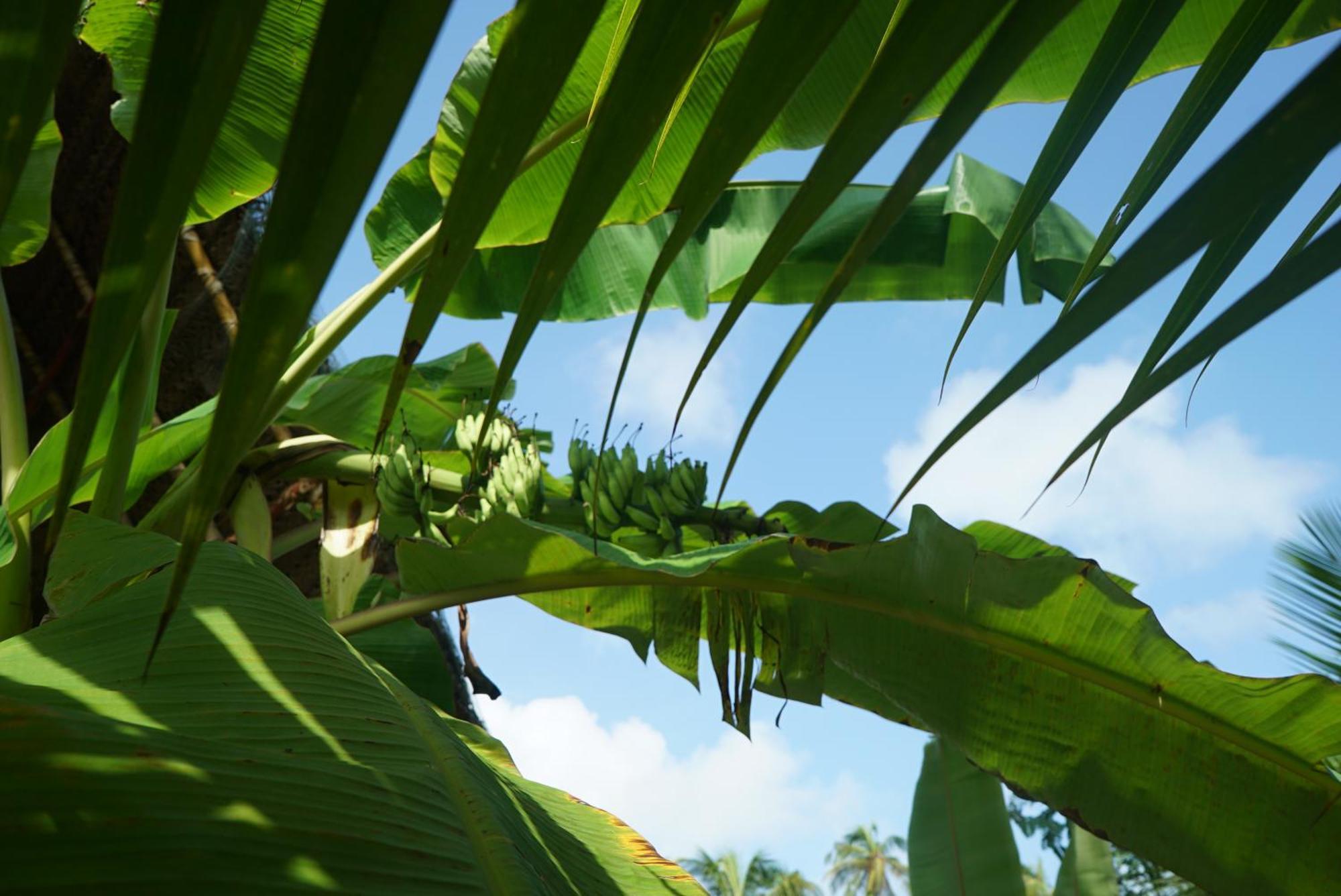 Red Coconut Villa Bentota Exteriér fotografie
