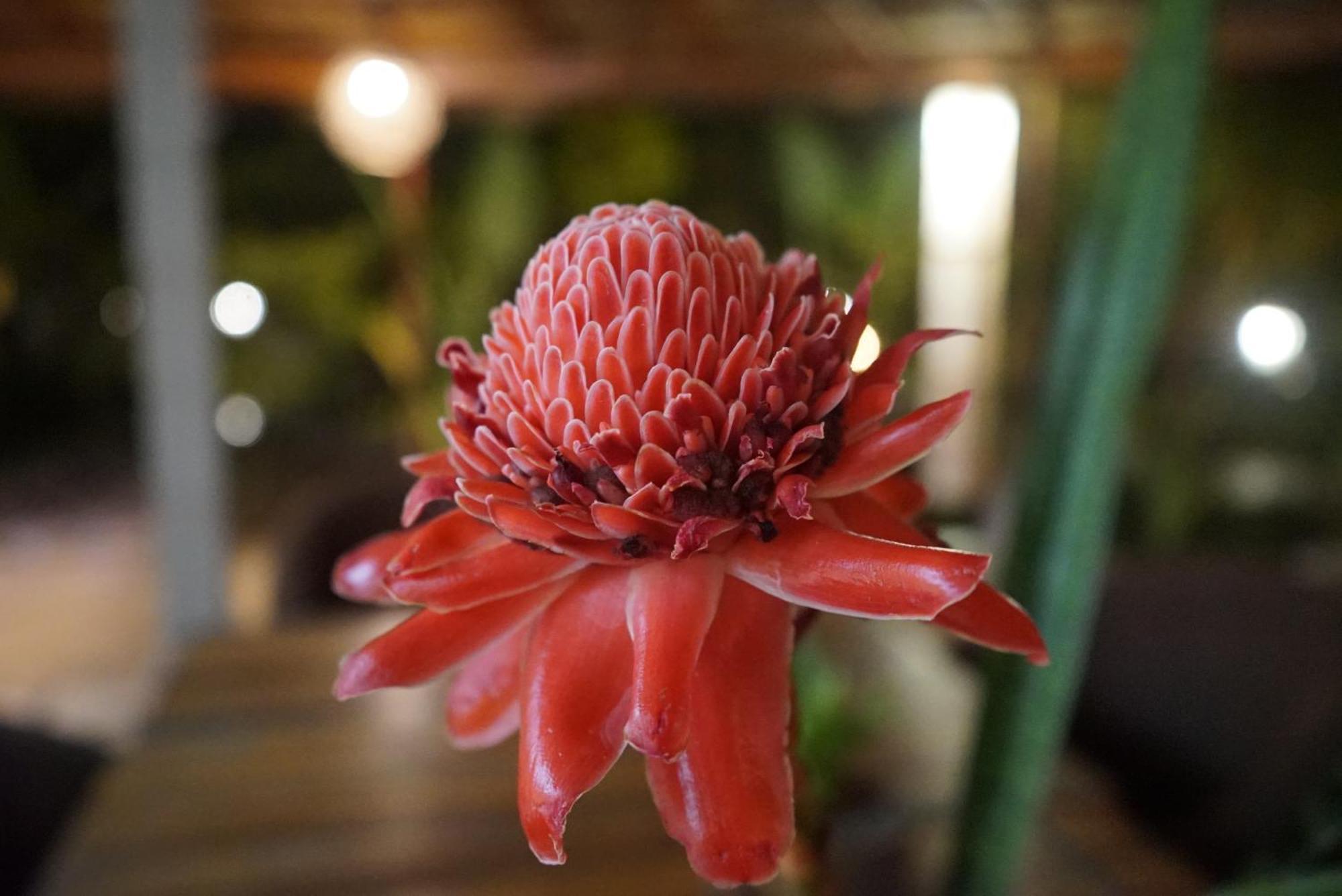 Red Coconut Villa Bentota Exteriér fotografie